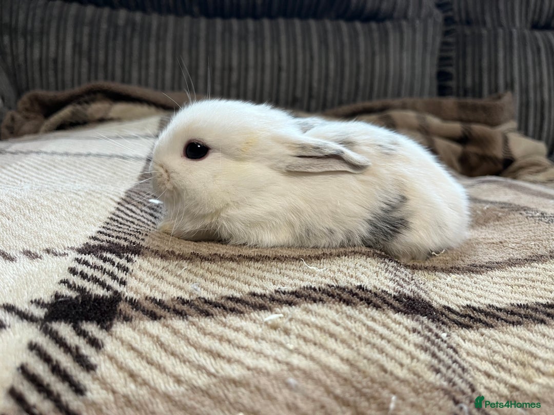 Mini Lop rabbits for sale: Pure breed mini lop bunnies - Image 6