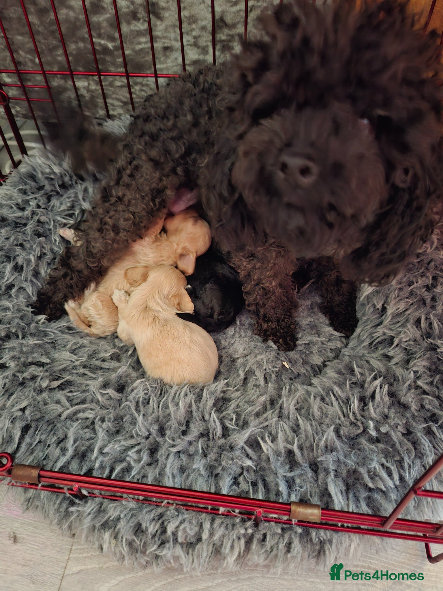 Maltipoo dogs Maltipoo puppies  - Advert 1