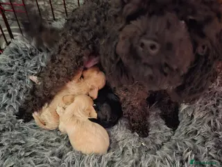 Maltipoo dogs Maltipoo puppies - Advert 11