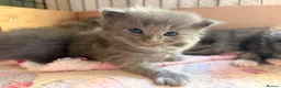 Ragcoon cats for sale: Stunning coloured Ragcoon litter  - Advert 14