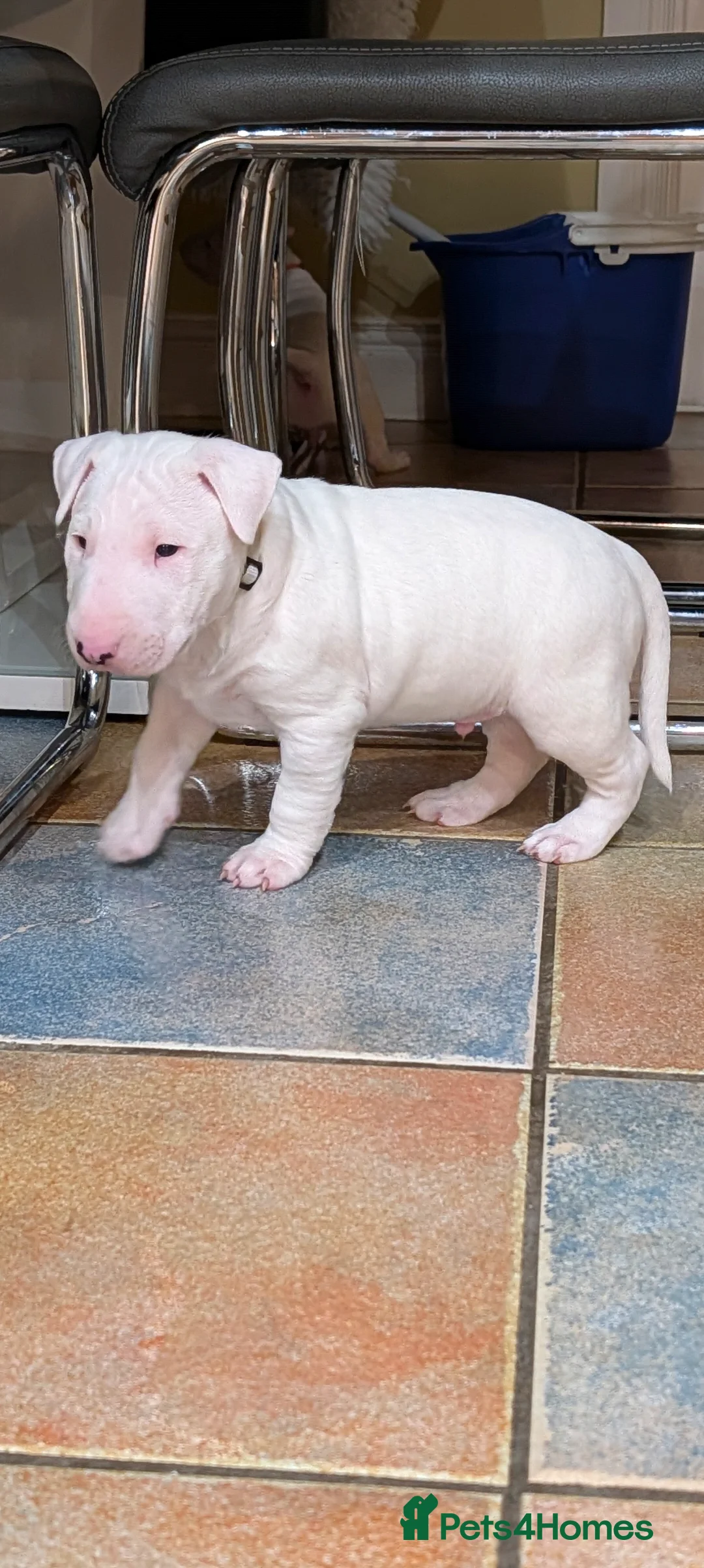 English Bull Terrier dogs for sale: English bull terrier pups - Advert 5