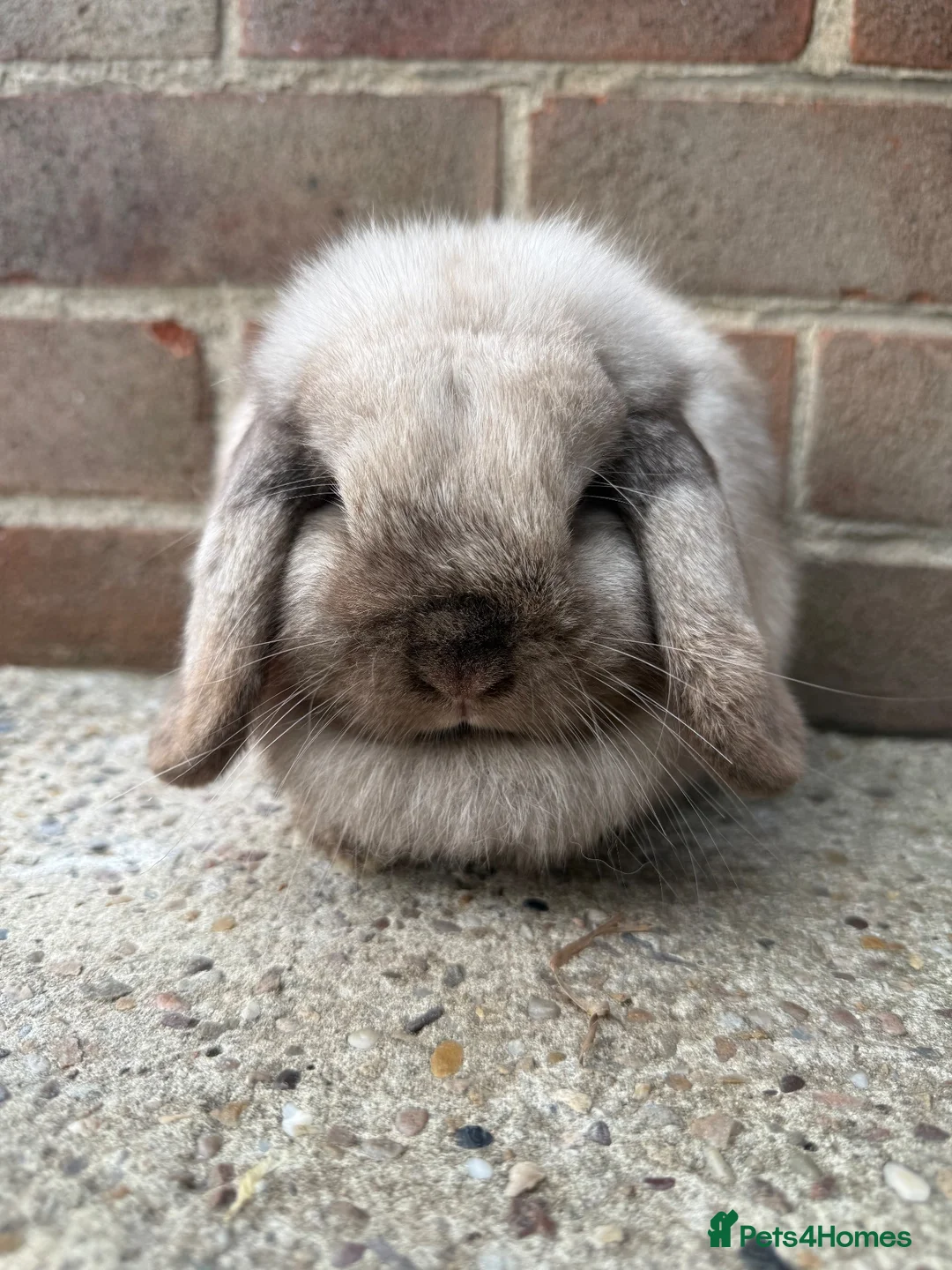 Mini Lop rabbits for sale: Top quality proven buck - Advert 8