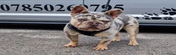 French Bulldog dogs for stud: ** RogueRoyales Zeus ** Fully Suited Lilac Merle  in Wolverhampton - Advert 7