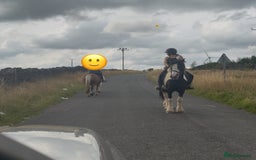 Irish Cob horses for sale: 14hh 6 year old gelding cob - Image 15