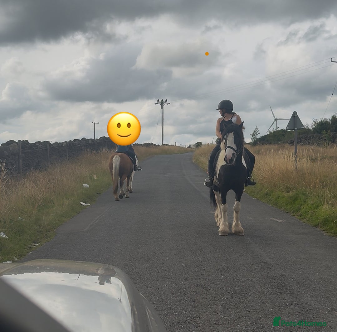 Irish Cob horses for sale: 14hh 6 year old gelding cob - Image 15