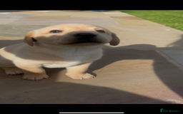 Labrador Retriever dogs for sale: Labrador pups  - Image 3