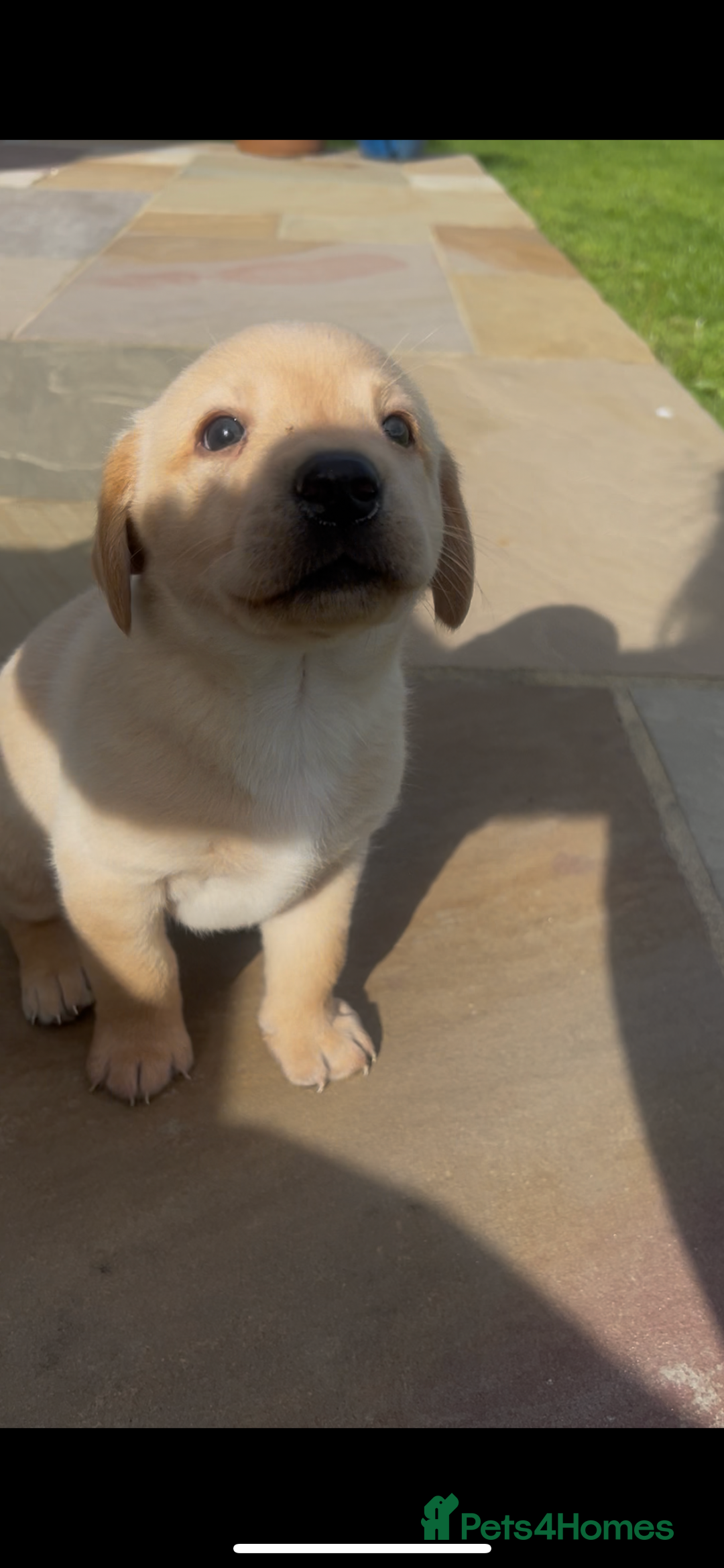 Labrador Retriever dogs for sale: Labrador pups  - Image 3