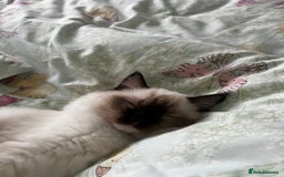 Ragdoll cats for sale: brother and sister ragdolls - Image 5