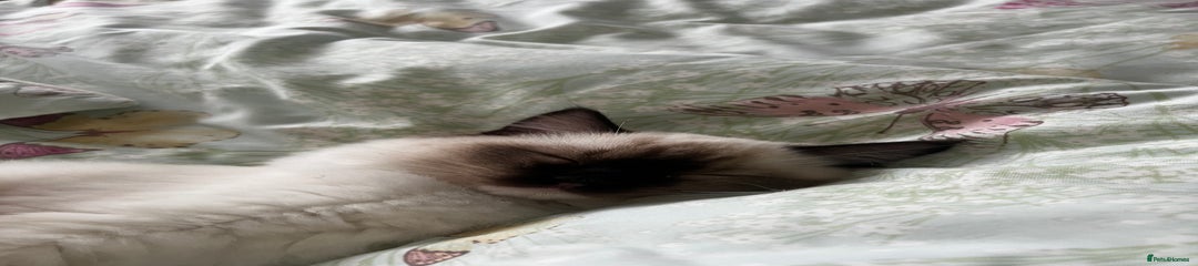 Ragdoll Kitten 2
