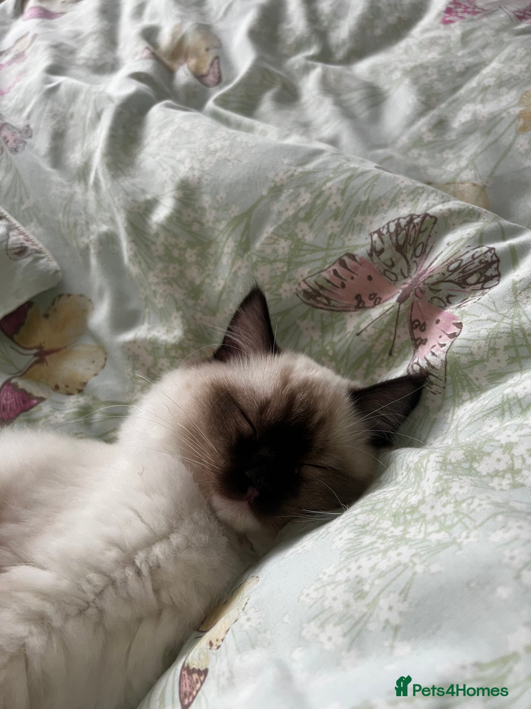 Ragdoll cats for sale: brother and sister ragdolls - Image 5
