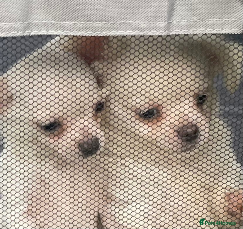 Chihuahua dogs Meet the Terrific 2 - Advert 10