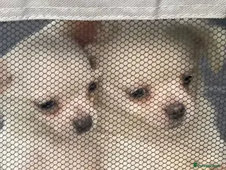Chihuahua dogs Meet the Terrific 2 - Advert 10