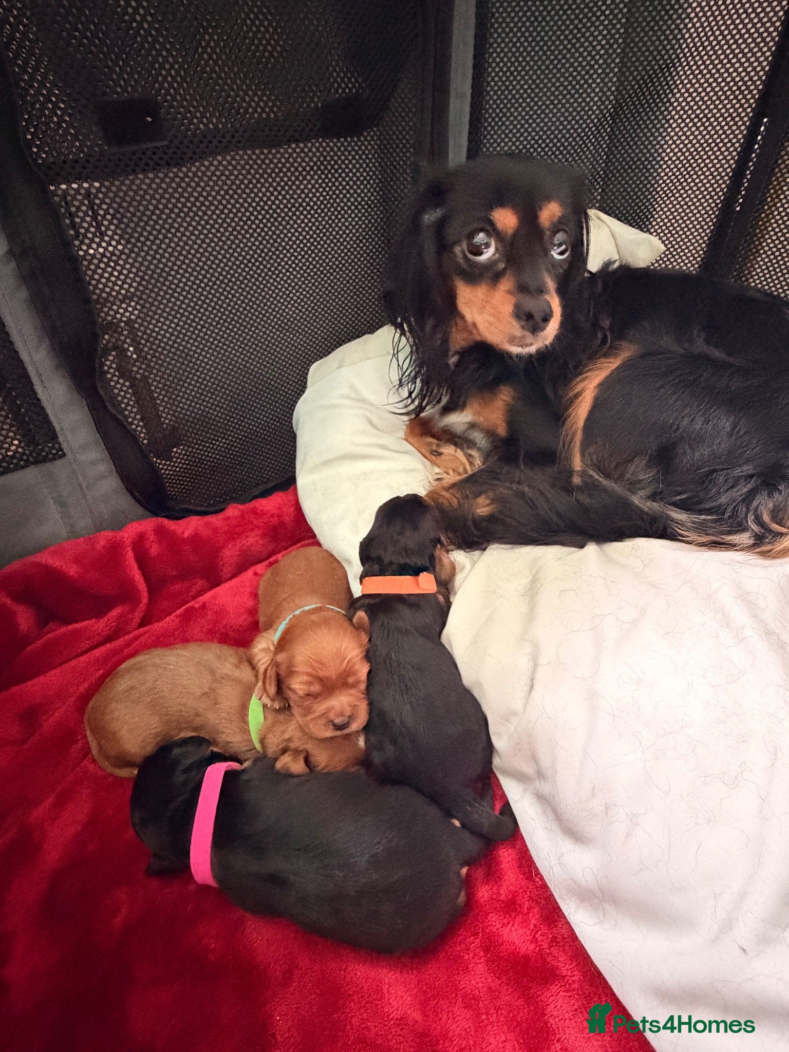 Cavapoochon dogs Cavalier King Charles Spaniel / Cavapooshon pups - Advert 1