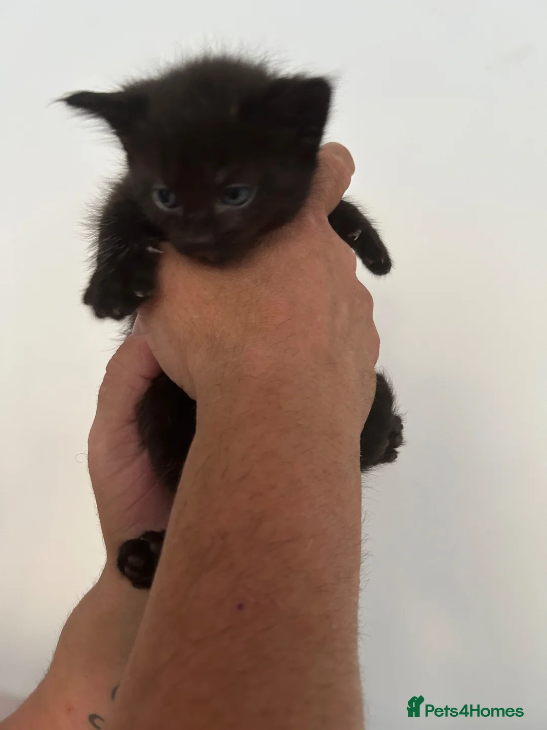Mixed Breed cats for sale: 5 kittens  in Wellingborough - Advert 5