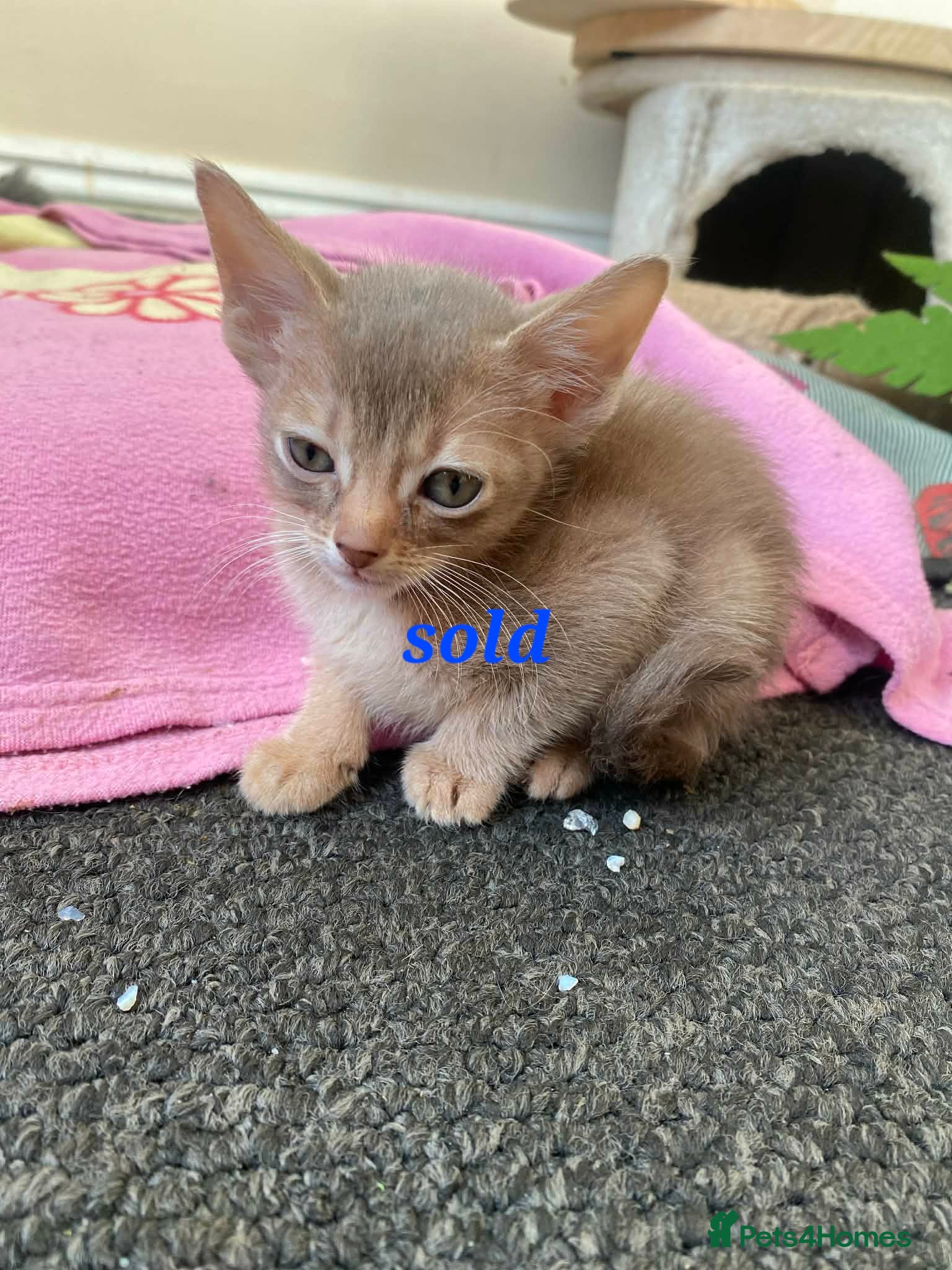 Mixed Breed cats Beautiful kittens looking for their forever homes - Advert 1