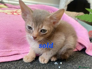 Mixed Breed cats Beautiful kittens looking for their forever homes - Advert 1