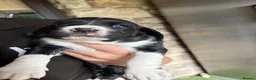 Springador dogs for sale: 2 adorable springadors  in Wrexham - Advert 4