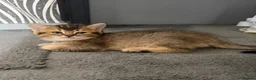 British Longhair cats for sale: British semi haired kittens  - Advert 2