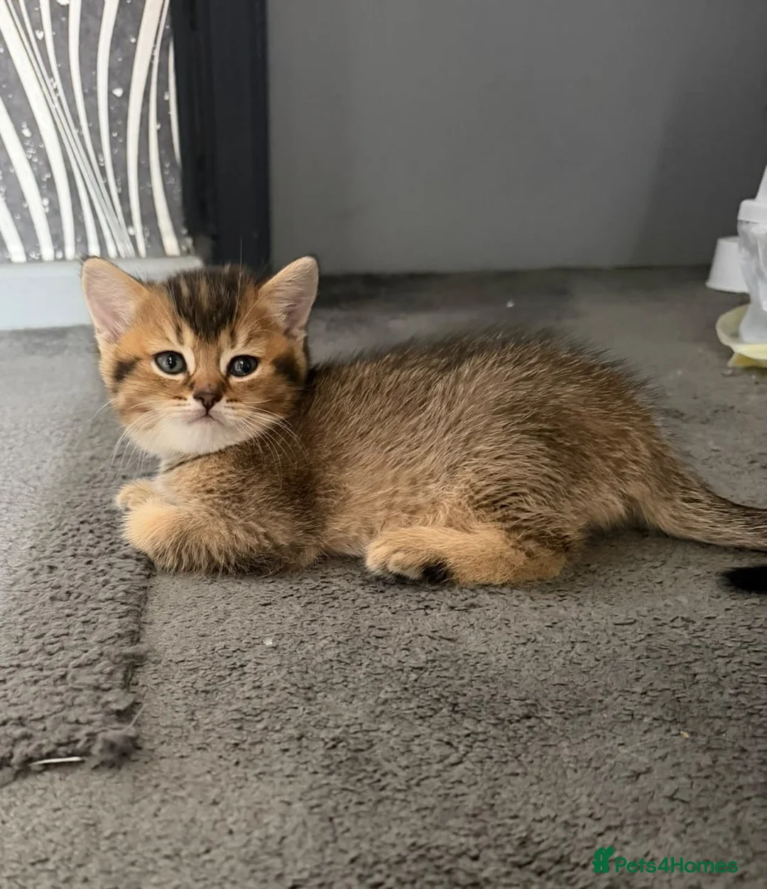 British Longhair cats for sale: British semi haired kittens  - Advert 2