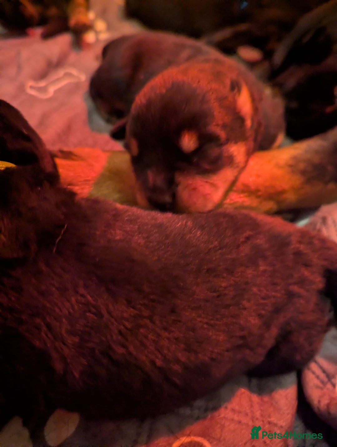 Rottweiler dogs for sale: 🐾 Stunning KC Registered Rottweiler Puppies  - Advert 9