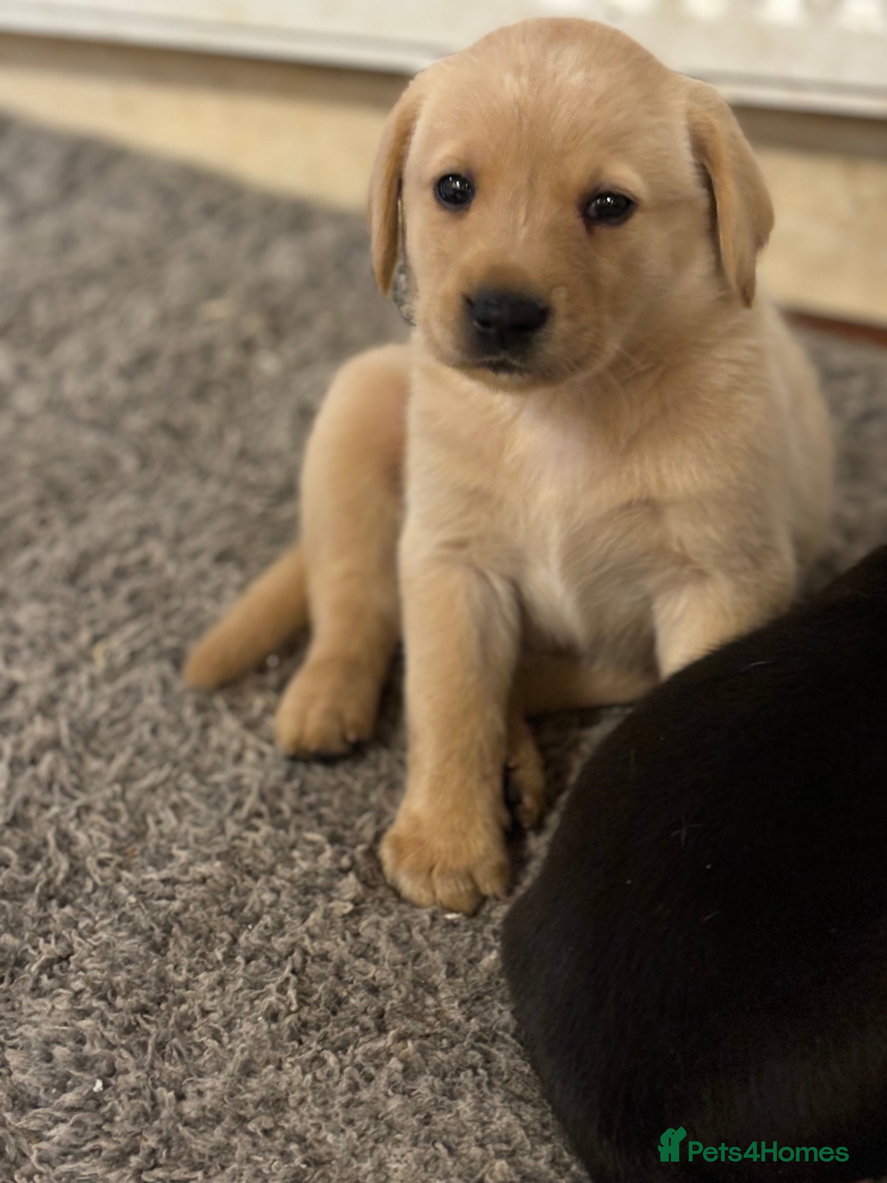 Labrador Retriever dogs Ready to leave now!! 2 Beautiful golden girls left - Advert 15