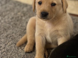 Labrador Retriever dogs 4 Beautiful labrador pups available - Advert 2