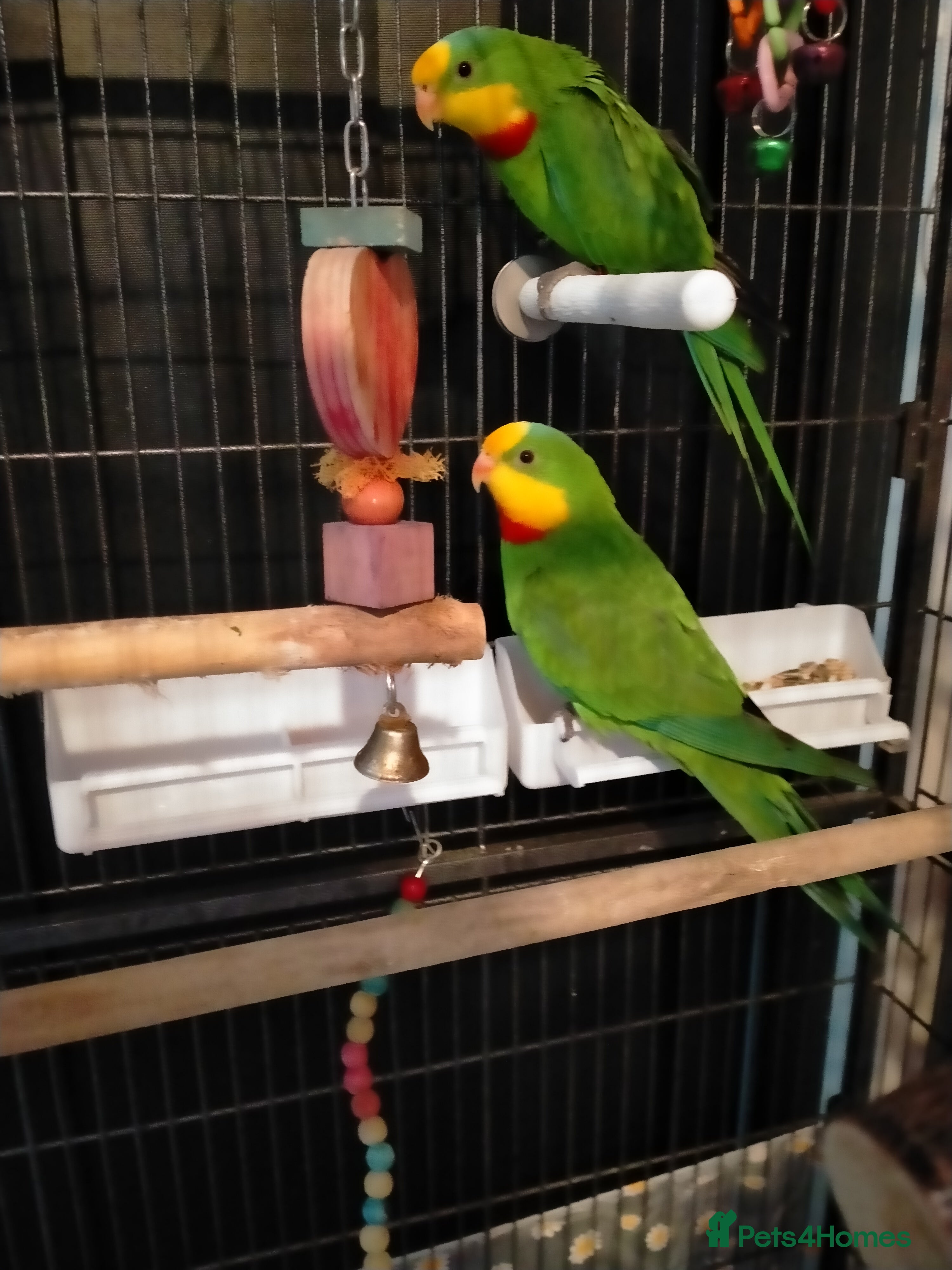 Parakeets birds Australian Barraband Parakeets - Advert 4