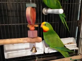 Parakeets birds Australian Barraband Parakeets - Advert 4