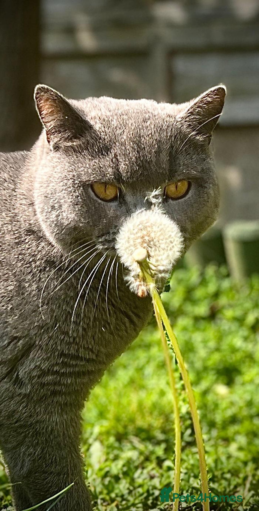 British Shorthair cats for sale: 4 year old British Blue cat Fiji - Advert 1