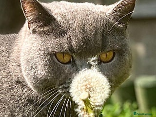 British Shorthair cats 4 year old British Blue cat Fiji - Advert 1