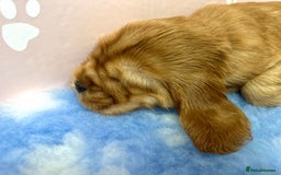 Cocker Spaniel dogs for sale: Top Quality KC Show Cockers FN PRCD-PRA CLEAR - Image 3