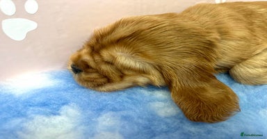 Cocker Spaniel dogs - Advert 12