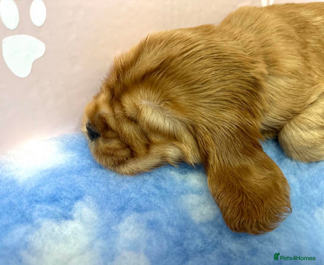 Cocker Spaniel dogs for sale: Top Quality KC Show Cockers FN PRCD-PRA CLEAR - Image 3
