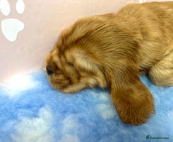 Cocker Spaniel dogs - Advert 11