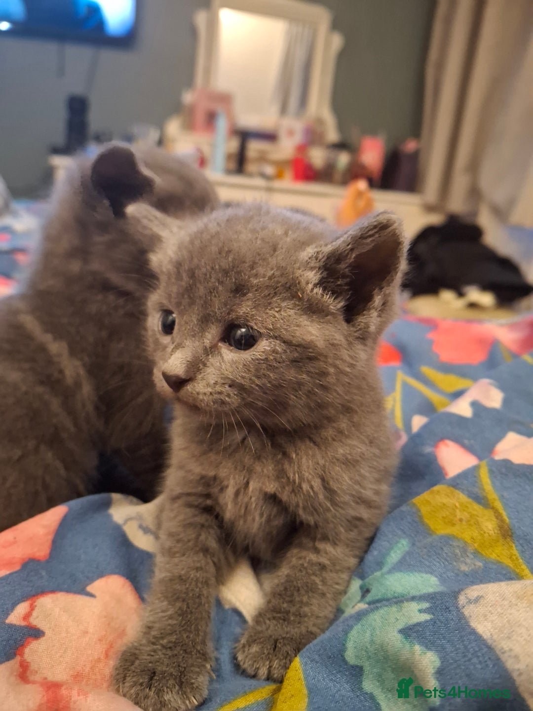 Mixed Breed cats for sale: British short hair cross kittens - Image 15