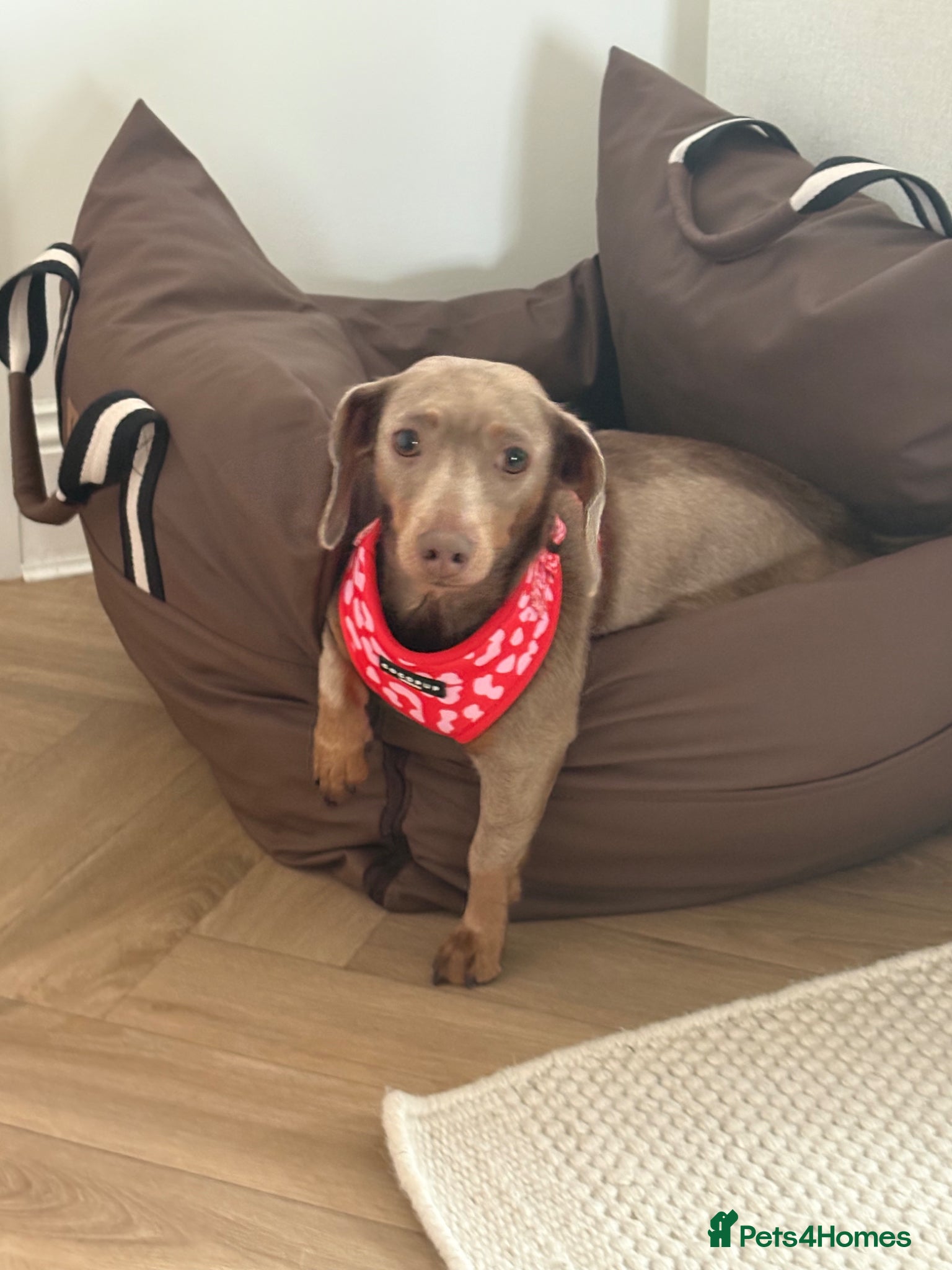 Miniature Dachshund dogs Gorgeous Litter of Mini Dachshunds - Advert 1