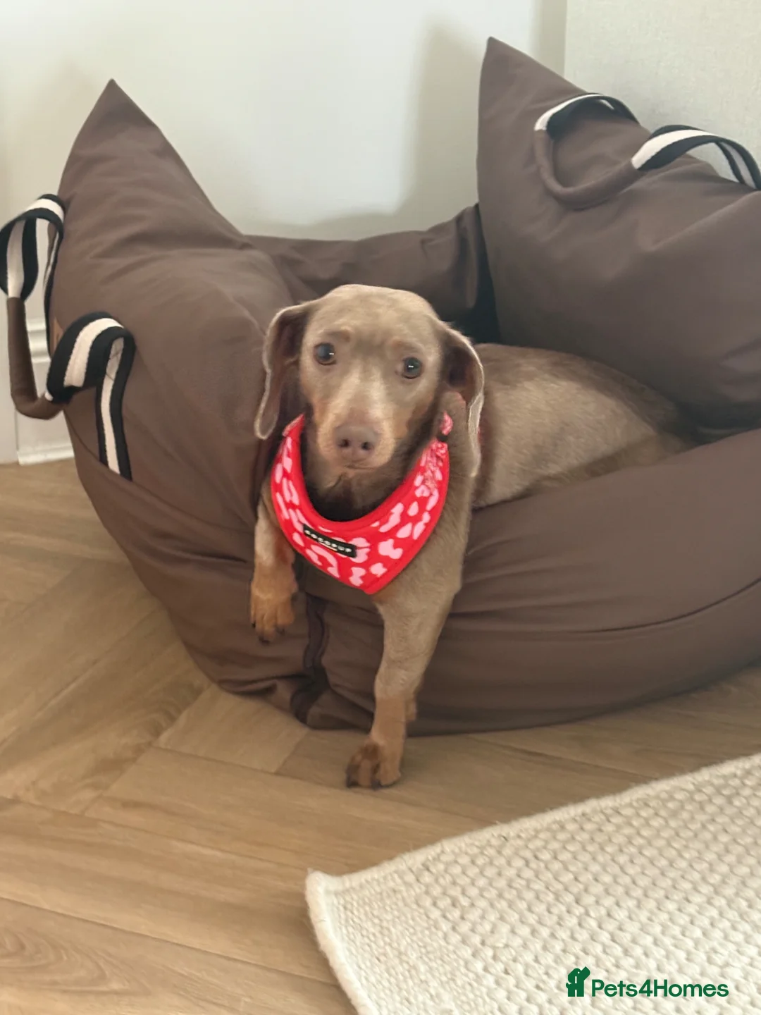Miniature Dachshund dogs for sale: Gorgeous Litter of Mini Dachshunds in Cowdenbeath - Advert 1