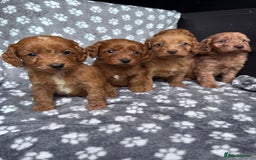 Cockapoo dogs for sale: Cockapoo puppy for sale 🐾🐶 - Image 3