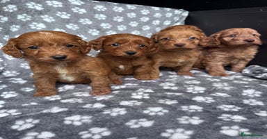 Cockapoo dogs - Advert 6