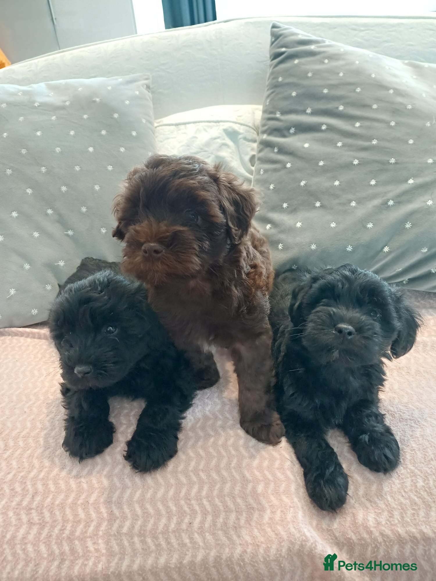 Schnoodle dogs Stunning Schnoodles  - Advert 3
