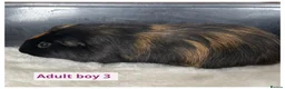 Guinea Pig rodents for sale: Beautiful baby boys, and adult boys. - Advert 6