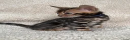Bengal cats for sale: Bengal Kittens Looking for Loving Homes 🐾  - Advert 40