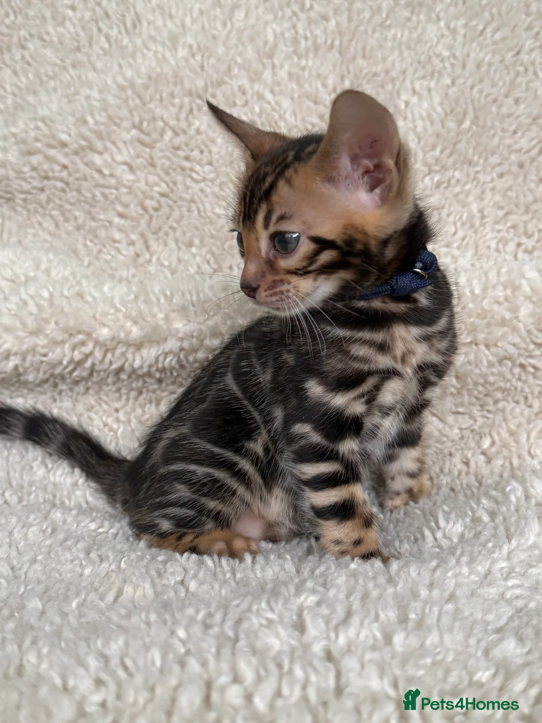Bengal cats for sale: Bengal Kittens Looking for Loving Homes 🐾  - Advert 40