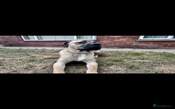 Cane Corso dogs for sale: Cane Corso Male – Born 3rd October 2024 - Image 8
