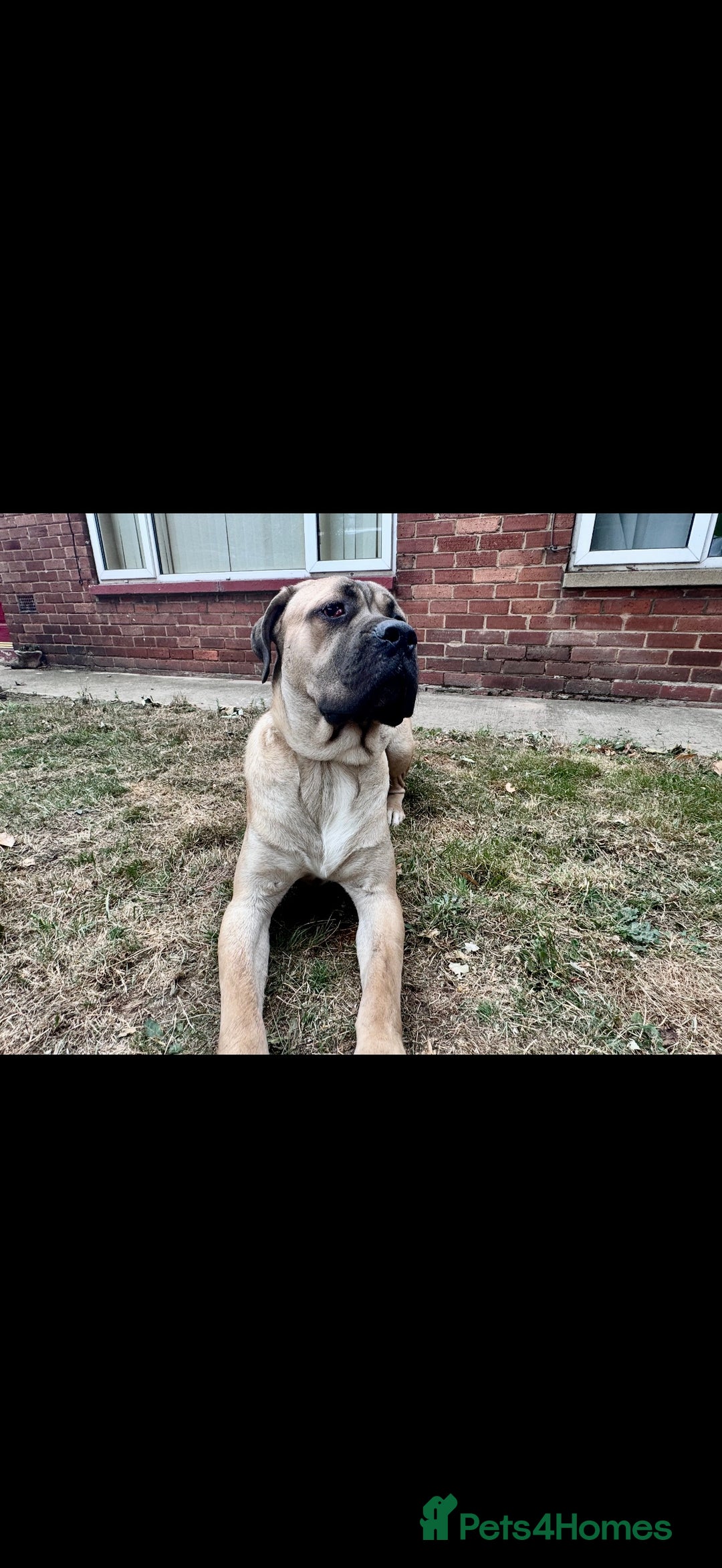 Cane Corso dogs for sale: Cane Corso Male – Born 3rd October 2024 - Image 8