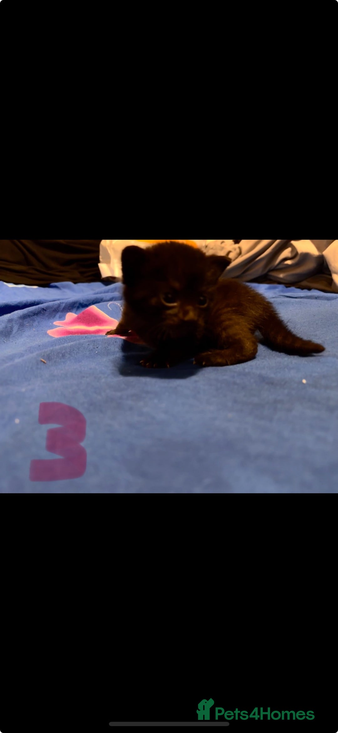 Mixed Breed cats for sale: Kittens - Image 3