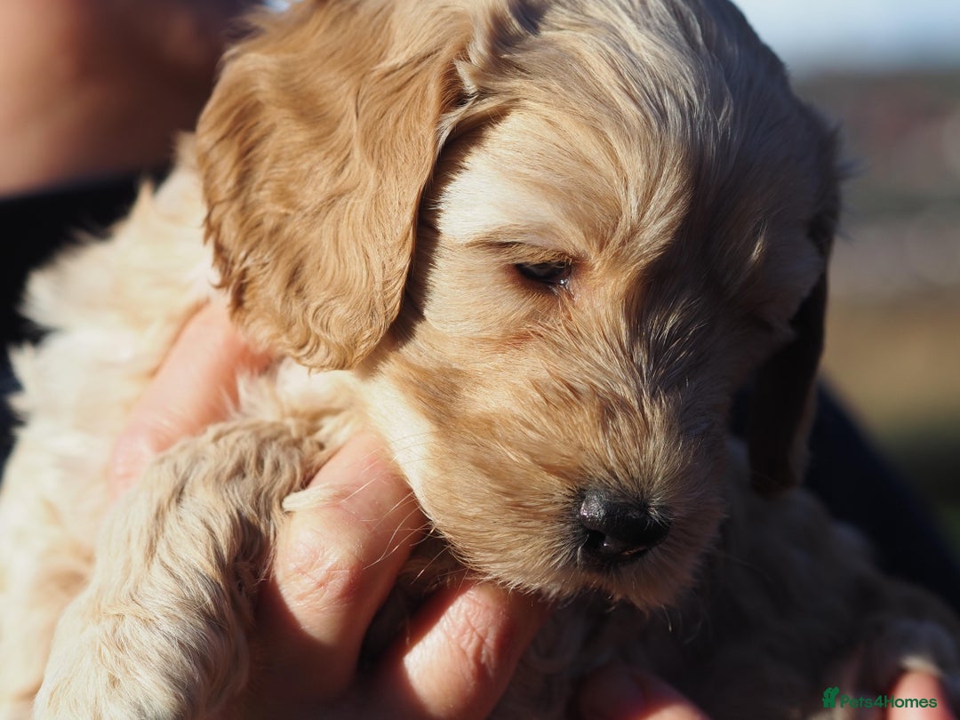 Australian Labradoodle dogs for sale: 5 Australian Labradoodle girls - Advert 17