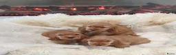 Cocker Spaniel dogs for sale: Show line K.C Cocker Spaniel Puppies  - Advert 19