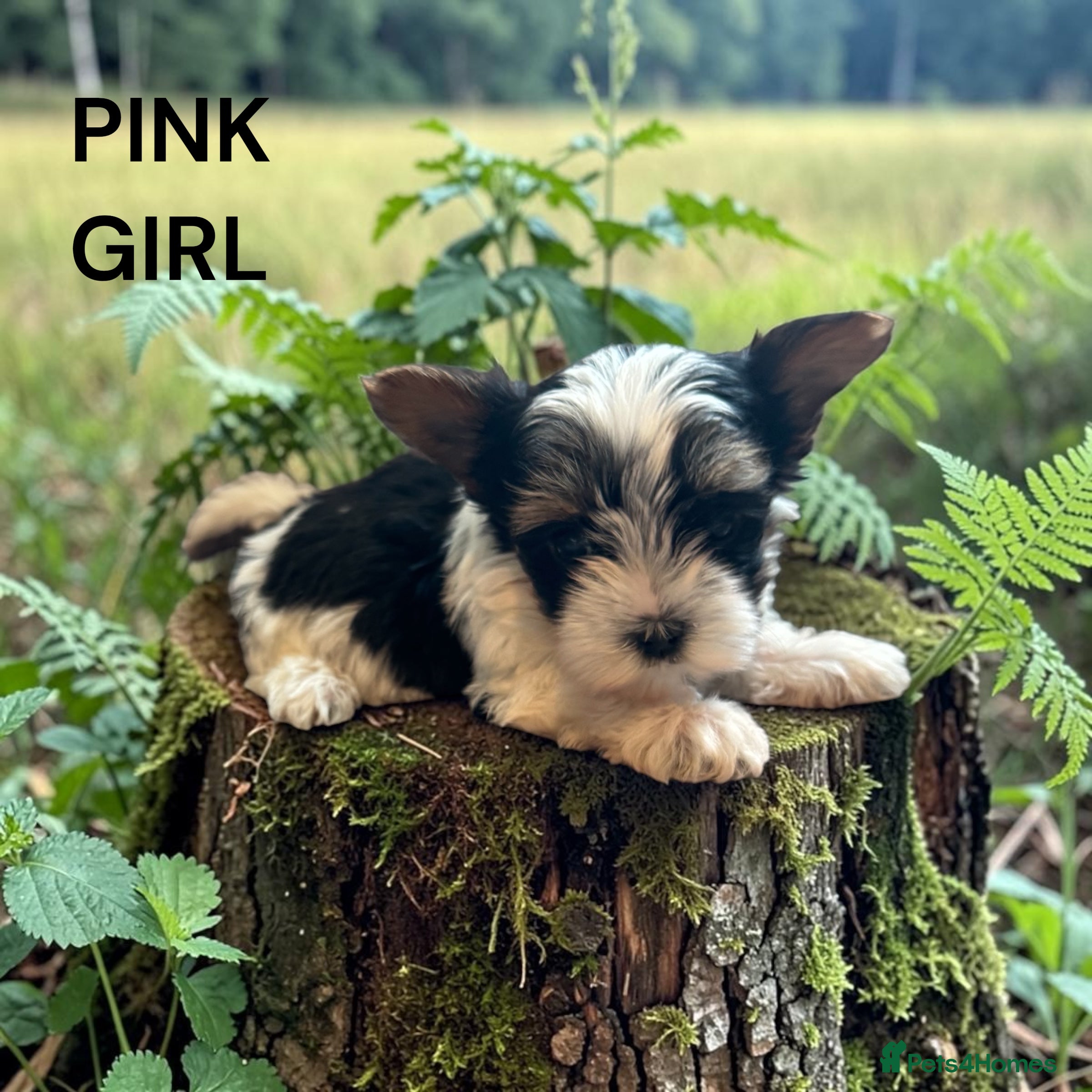 Yorkshire Terrier dogs for sale: beautiful  - Advert 7