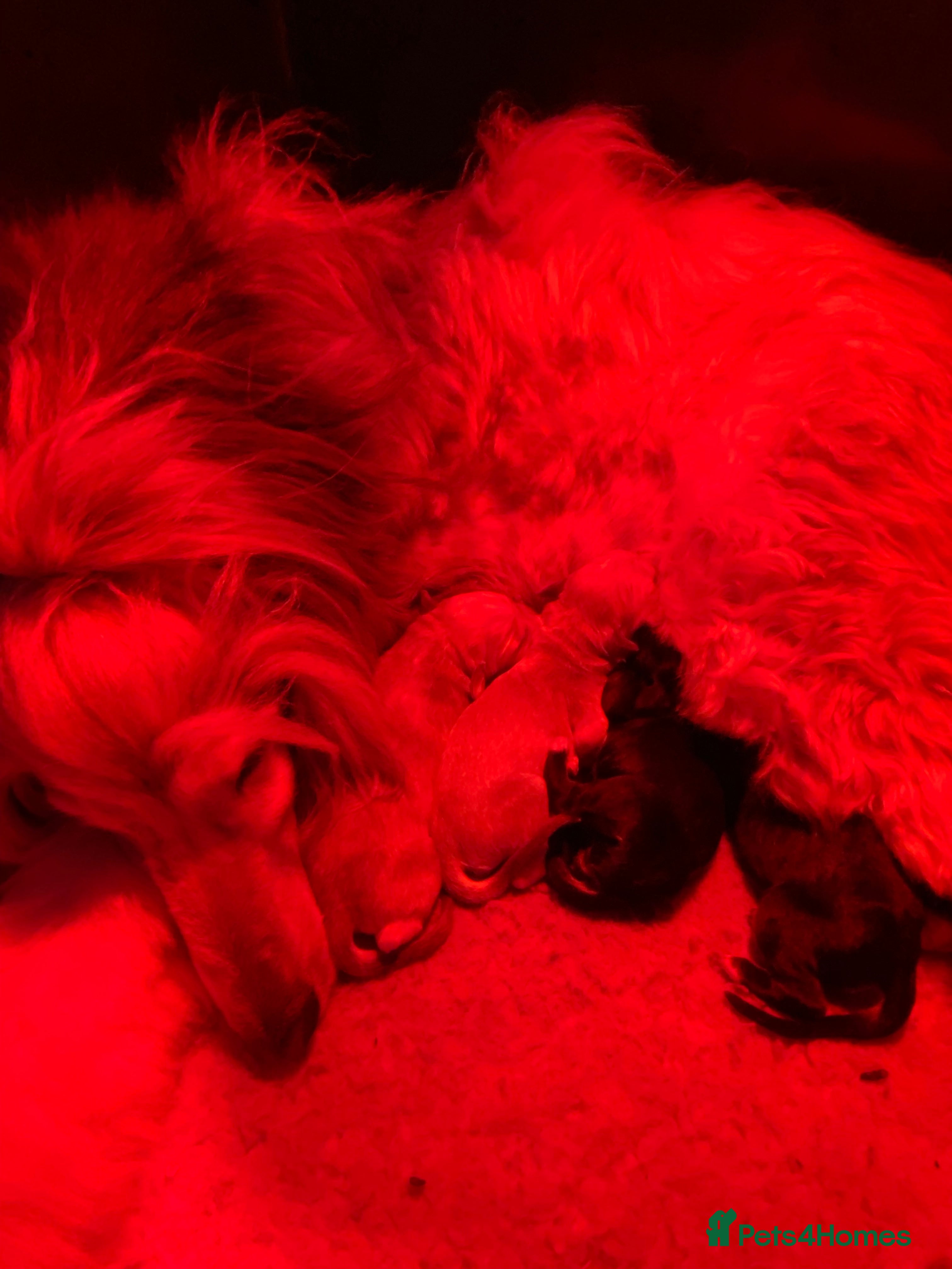 Afghan Hound dogs Beautiful litter of Afghan hound puppies  - Advert 2